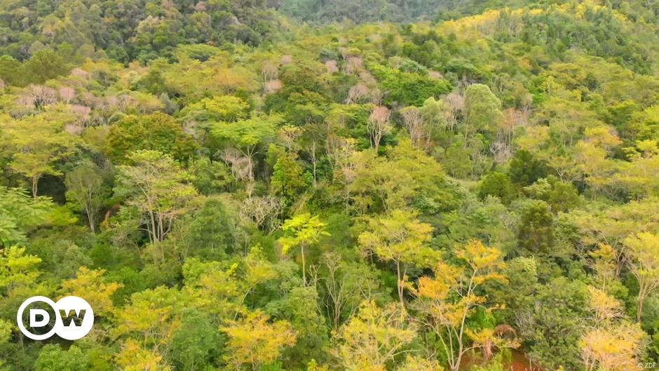 Urban Forests - Planting Trees To Combat Climate Change – Dw – 09 27 2023