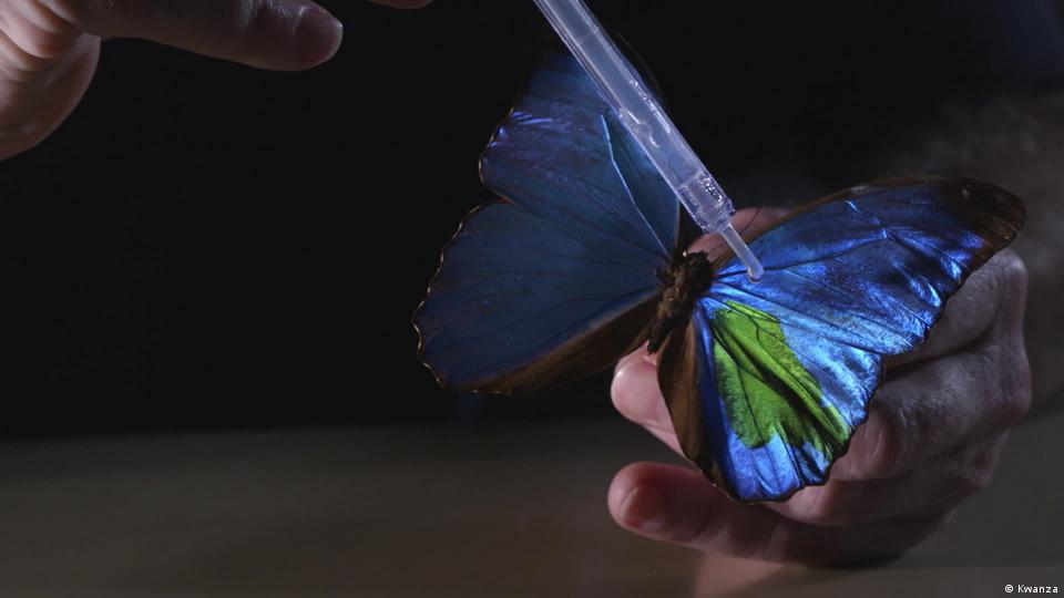 Investigadores revelan secretos de las alas de las mariposas - El Nuevo Día