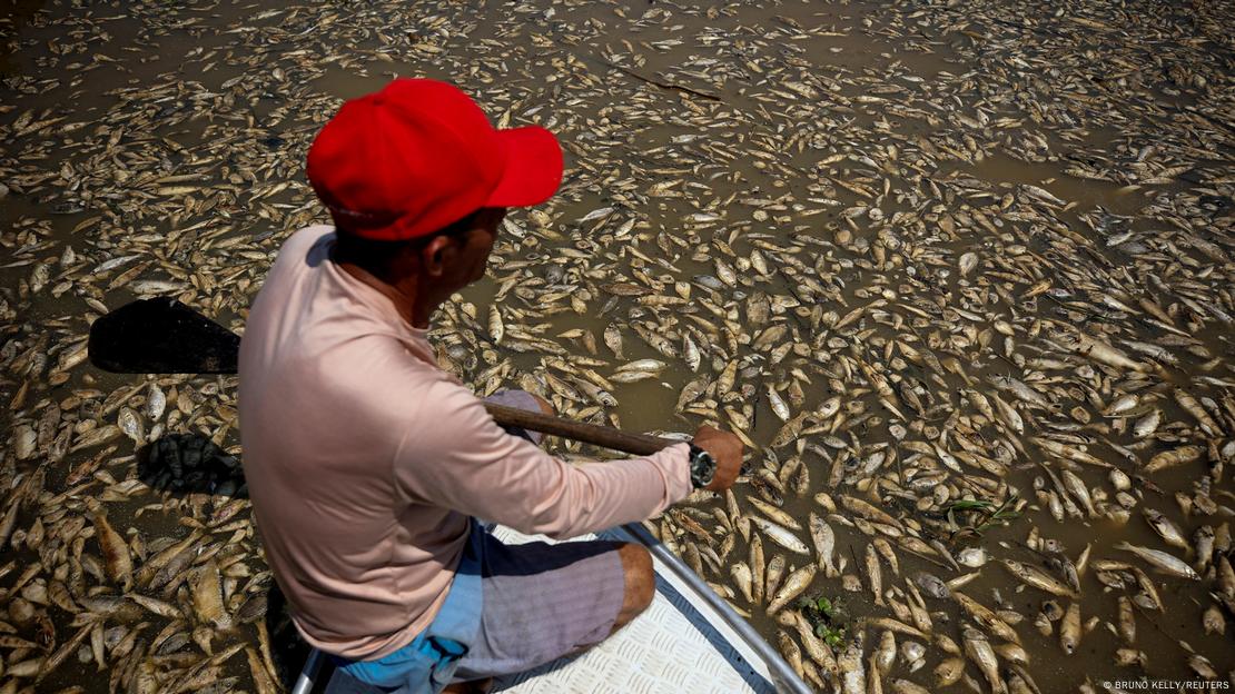 Peixes afetados pela seca no Amazonas em 2023