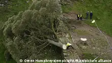 غضب في بريطانيا بعد قطع شجرة عمرها قرنين