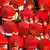 Cardinals dressed in red