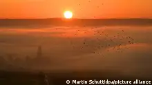 28.09.2023, Thüringen, Hohenfelden: Ein Vogelschwarm fliegt vor der aufgehenden Sonne über dem Stausee Hohenfelden. Auf einen nebligen Morgen folgt ein heiterer Tag in Thüringen. Foto: Martin Schutt/dpa +++ dpa-Bildfunk +++