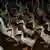 Patos afectados por epidemida de gripe aviar en la India