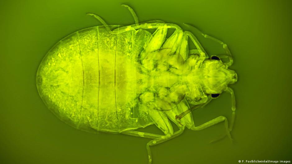 From villain to spy – may bedbugs help to solve crimes? – DW – 11