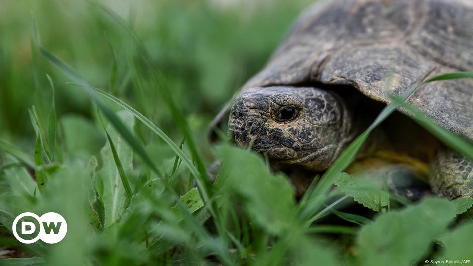 Greece: Injured Tortoises Recover After Wildfires – Dw – 10 13 2023