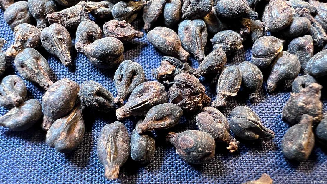 Estas semillas de uva, excelentemente conservadas, se encontraron en las tinajas de vino selladas de la tumba de la reina Meret-Neith en Abydos. Estas semillas de uva, excelentemente conservadas, se encontraron en las tinajas de vino selladas de la tumba de la reina Meret-Neith en Abydos.