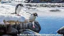 24.11.2012****Adult gentoo penguin (Pygoscelis papua) leaping into tide pool at Port Lockroy, Antarctica, Southern Ocean, Polar Regions
