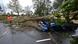 Un auto aplastado por un árbol en Suecia, debido a efectos de la tormenta Barbet. Un auto aplastado por un árbol en Suecia, debido a efectos de la tormenta Barbet.