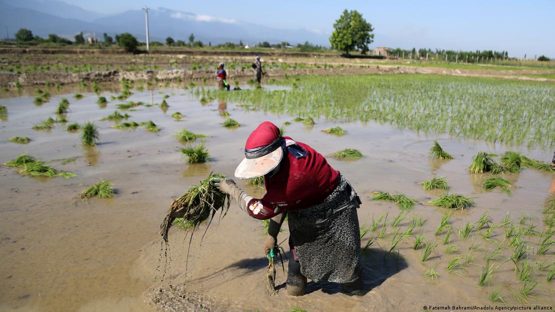 Agricultores em campo de arroz