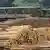 Piles of tree trunks