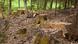 Tree stumps in a forest in Germany Tree stumps in a forest in Germany