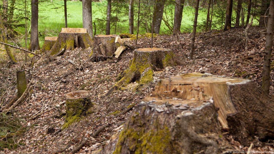 Imagen de archivo: la deforestación para el desarrollo urbano es una de las causas de extinción. 