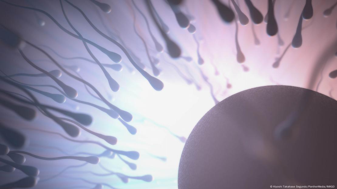 Los investigadores evaluaron el volumen, concentración y movilidad de los espermatozoides como factores determinantes en la esperanza de vida masculina.