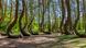 En Gryfino, al oeste de Polonia, se encuentra un bosque que encierra un misterio sin igual. En Gryfino, al oeste de Polonia, se encuentra un bosque que encierra un misterio sin igual.