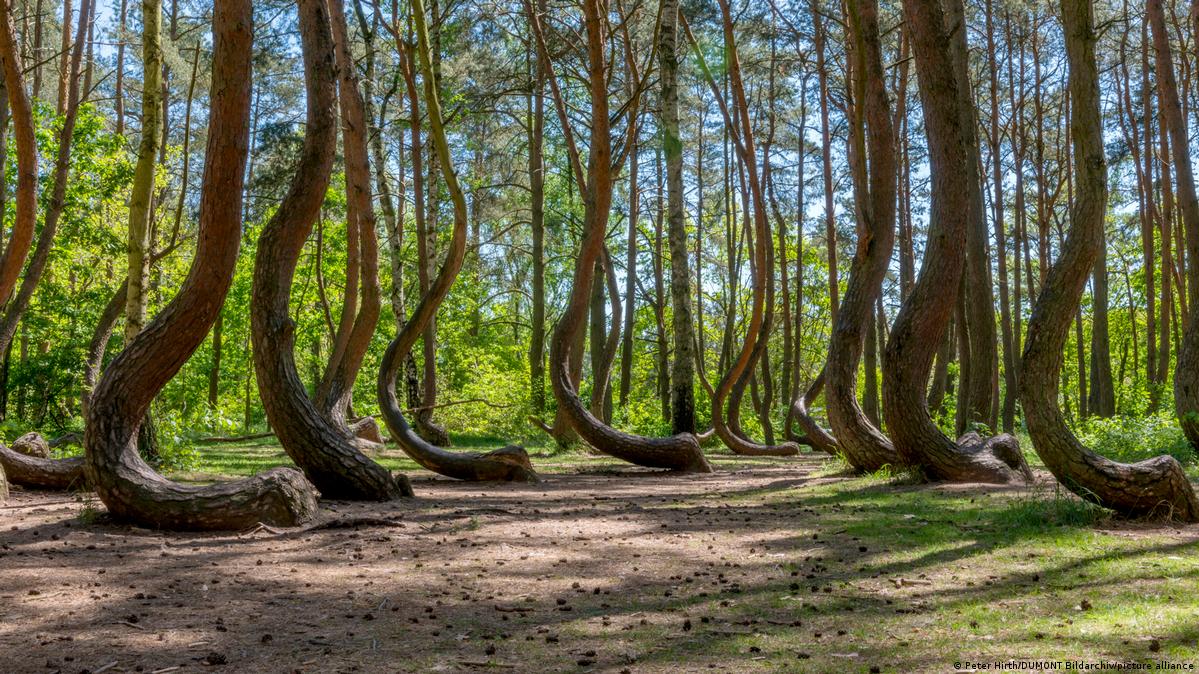 El misterio de los 400 árboles torcidos del bosque Gryfino – DW – 26/10/2023