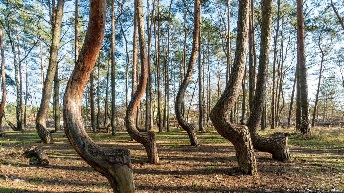 Los árboles de este enigmático bosque polaco han crecido de manera inexplicable, todos torcidos con una curvatura idéntica.