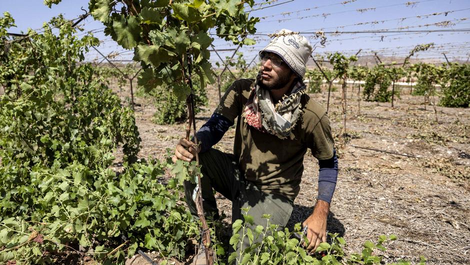 Poljoprivredi nedostaju palestinski radnici
