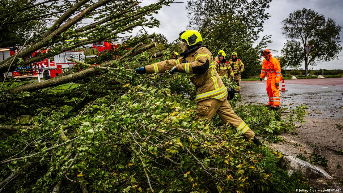 A fallen tree on a dike in the Hoeksche Waard, Netherlands