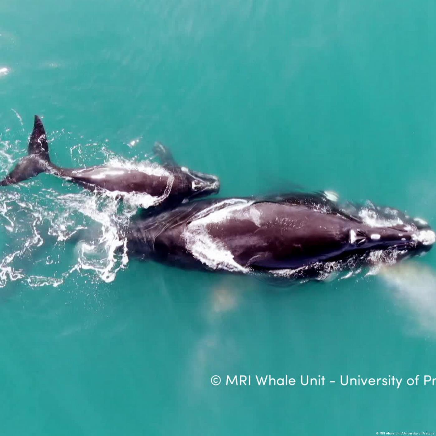 South Africa: Southern right whales face new challenges