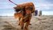 A dog stands on a beach, wind blowing its ears over its head A dog stands on a beach, wind blowing its ears over its head