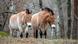 Two Przewalski horses in a wood Two Przewalski horses in a wood