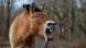 Un ejemplar de la raza equina de Przewalski Un ejemplar de la raza equina de Przewalski