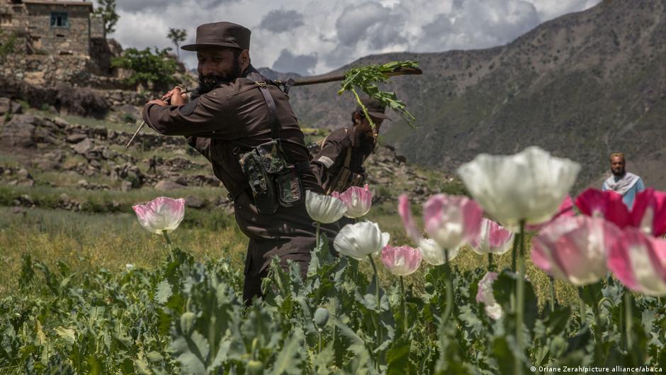 塔利班在2022年4月宣布在阿富汗境內禁止罌粟種植及其相關產品的交易
