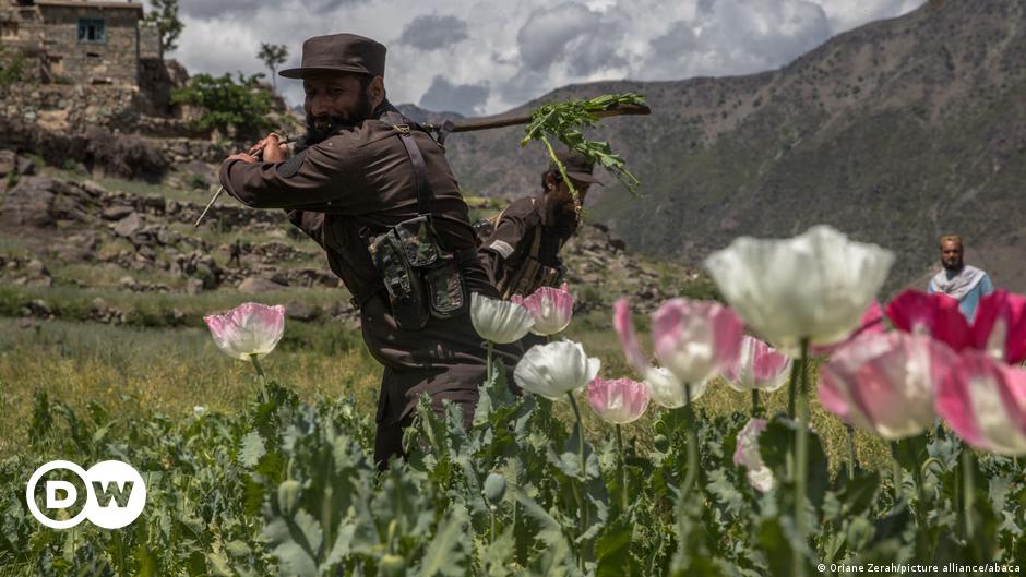 Opium-Produktion in Afghanistan bricht ein