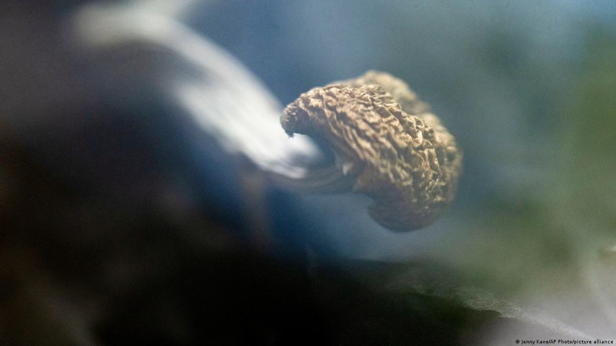 Should ecstasy, mushrooms be legalized to treat PTSD? DW 11/06/2023