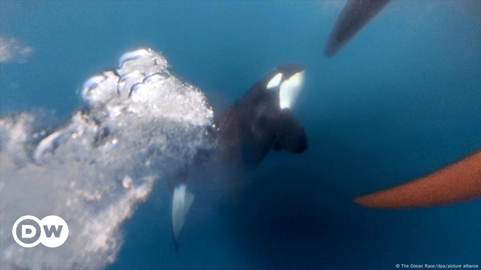 Orcas Hunden Otro Barco En El Estrecho De Gibraltar – DW – 08/11/2023