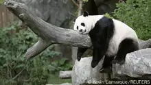 FILE PHOTO 23.08.2007: Giant panda Mei Xiang enjoys her afternoon nap at the National Zoo in Washington August 23, 2007. REUTERS/Kevin Lamarque