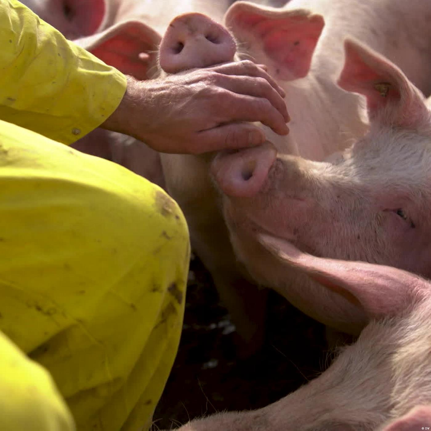 Dutch farmer saves Germany's last socialist pigs