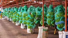 Bananenanbau in Ecuador.
Pressebilder von Asociación de Exportadores de Banano del Ecuador (AEBE). 