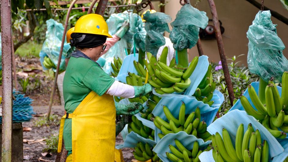 Rusia prohíbe importación de bananas y flores de Ecuador DW 06/02/2024