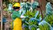 Trabajadora de una plantación de banano en Ecuador. Trabajadora de una plantación de banano en Ecuador.