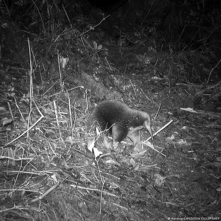 Redescubren después de 60 años a mamífero que pone huevos – DW – 15/11/2023