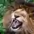 Symbolbild Löwe - African lion roaring with open mouth