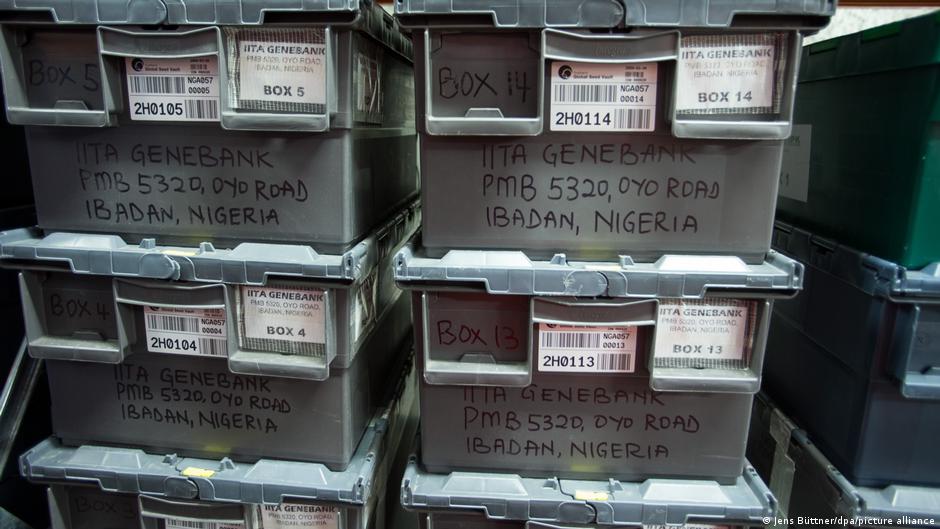 Norway's seed vault protecting Africa's food supply – DW – 11/13/2023 - Vimarsana News
