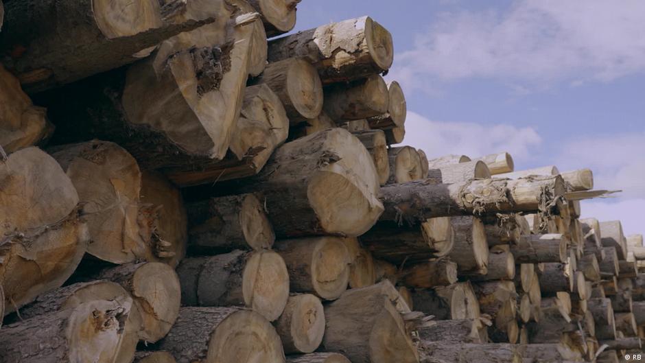 The Timber Mafia's Brutal Business – DW – 11/14/2023 - Vimarsana News