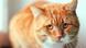 Kedi Kedi