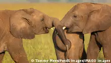 21.1.2020, Afrika, Cute and funny photo of two elephants holding another elephant by its tail. African wildlife on safari in Masai Mara, Kenya xkwx africa,african,african elephant,african elephants,animal,animals,big five,bonding,botswana,conservation,east africa,elephant,elephant tail,elephants,elephants playing,enjoyment,family,fun,game,group,having fun,herbivorous,holding tail,joy,kenya,large,loxodonta,loxodonta africana,mammal,natural,natural landscape,nature,park,playing elephants,safari,safari animal,safari animals,savanna,savannah,serengeti,serengeti national park,south africa,tail,tanzania,travel,trunk,wild,wilderness,wildlife
