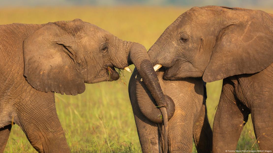 En el nuevo estudio, el equipo grabó 527 llamadas de elefantes en el ecosistema del Gran Samburu, en el norte de Kenia, y 98 llamadas en el Parque Nacional de Amboseli, en el sur del país.