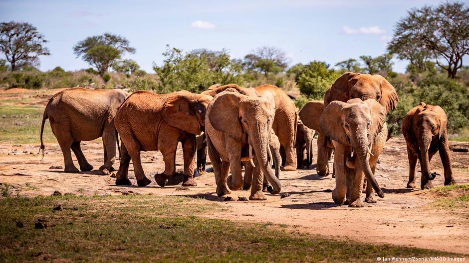 U Africi živi do 415.000 slonova, 1990. godine bilo ih je oko deset miliona (na fotografiji slonovi u Keniji)