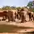 Стадо африканских слонов в саванне у источника с водой