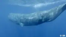 Doku-Bild Mein Freund der Wal - Einsatz im Mittelmeer