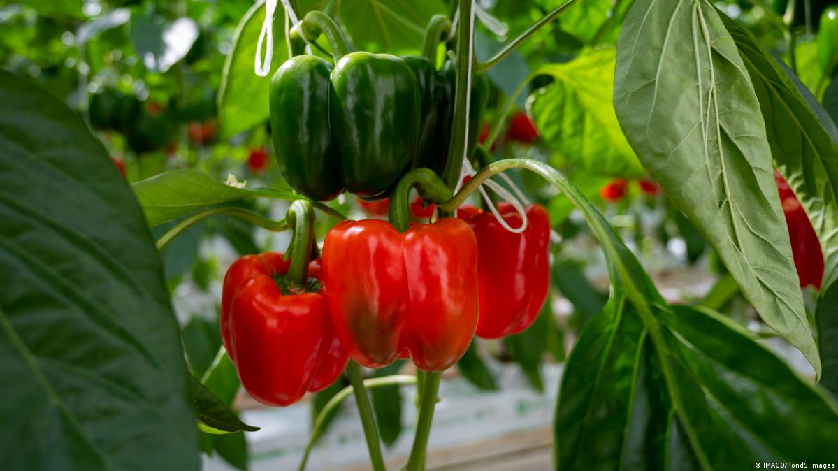 Big ripe sweet bell peppers, red paprika plants growing in glass greenhouse, bio farmin