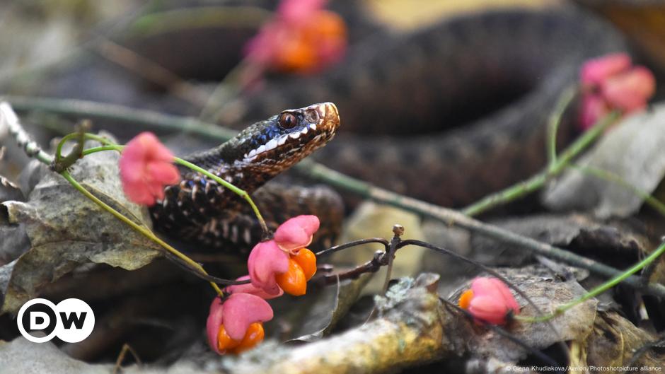 Endangered adder snake is Germany's 'reptile of the year'