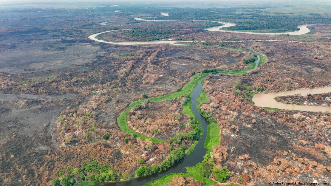 Vegetação queimada no Pantanal