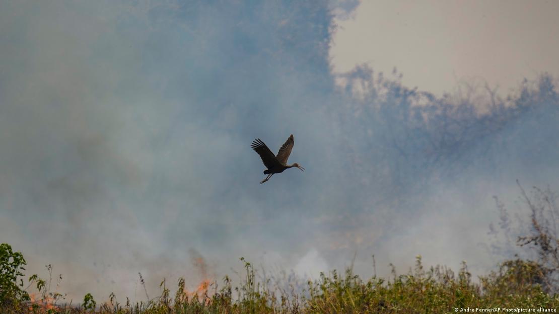 Pássaro em meio à fumaça de incêndio no Pantanal
