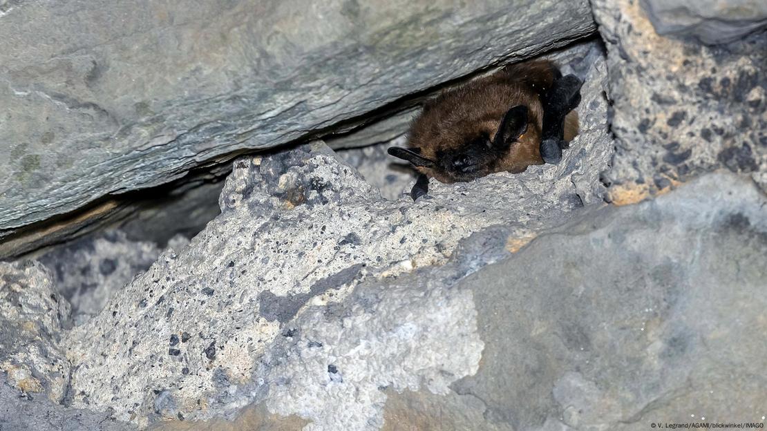 Murciélago de vuelo tardío "Eptesicus serotinus", hibernando en un túnel. Murciélago de vuelo tardío "Eptesicus serotinus", hibernando en un túnel.